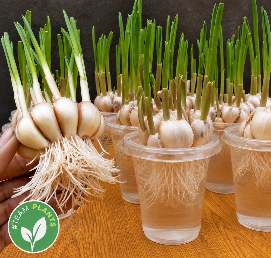 Plant a garlic sprout